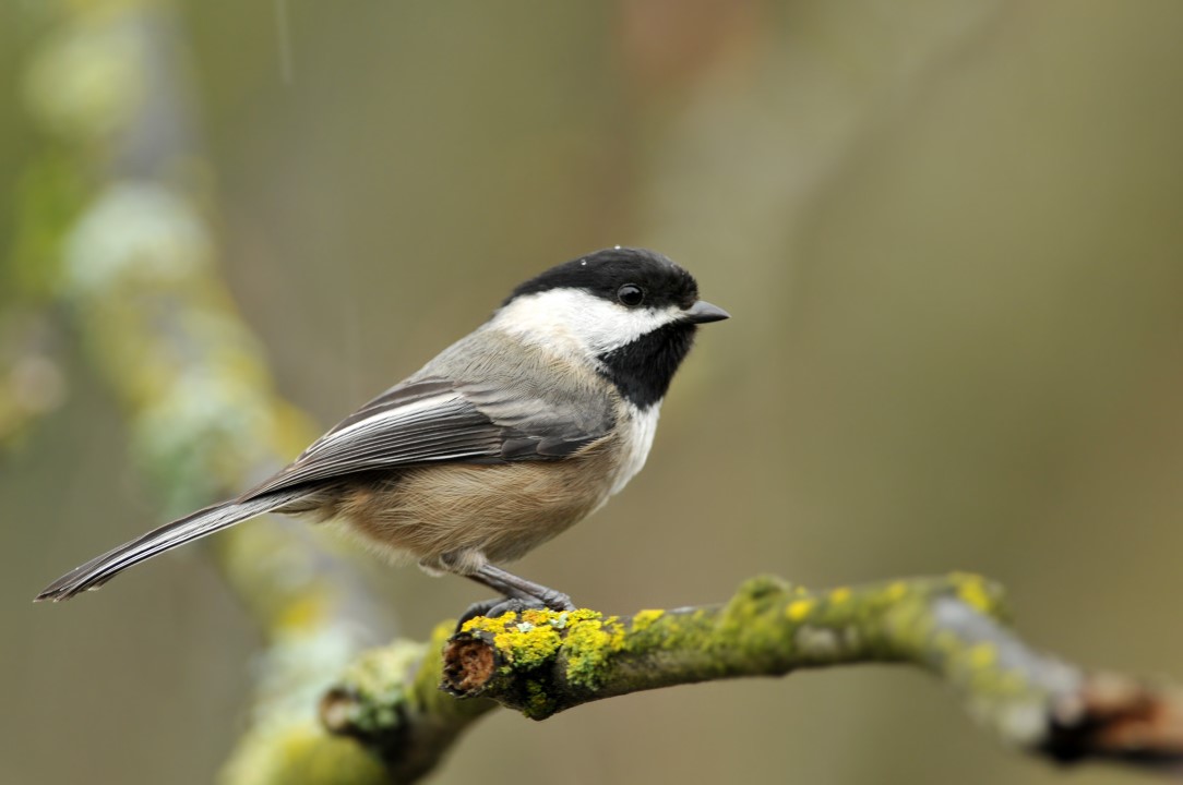 BlackCapped Chickadee Identification and Overview